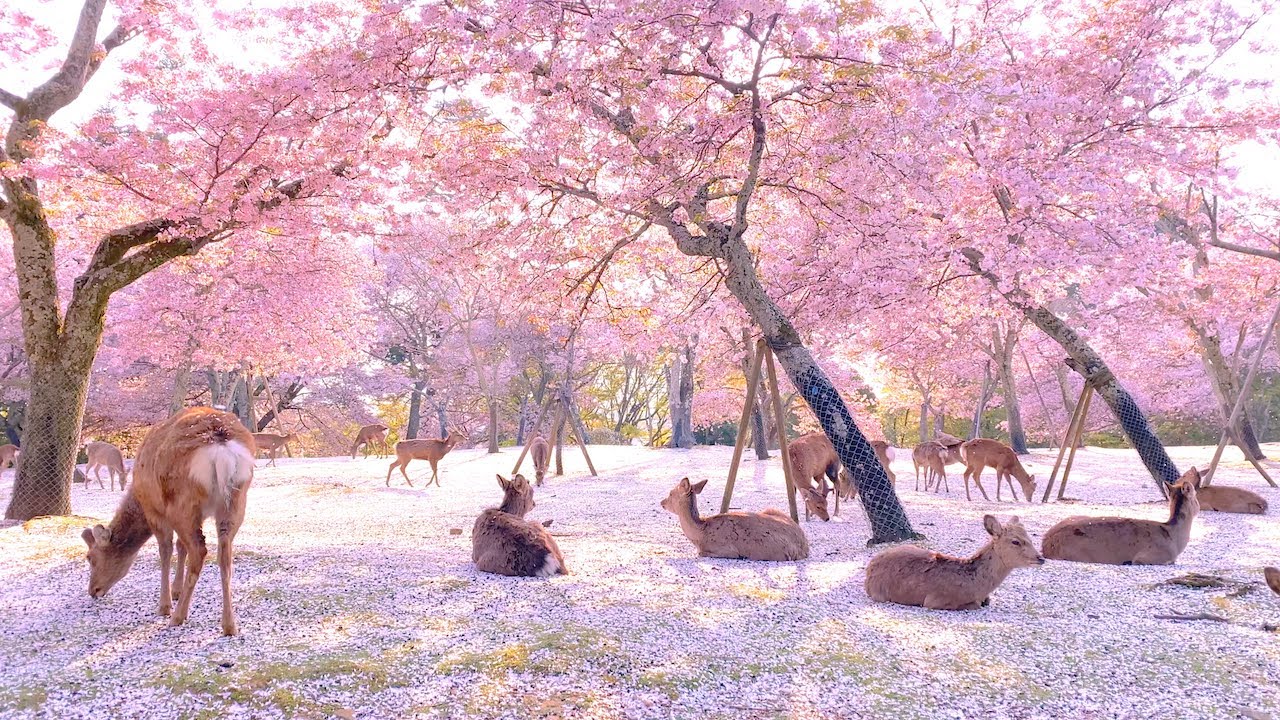 Japan in 7 Days – Golden Route for First-time Travelers: Tokyo, Kyoto, Nara, Osaka